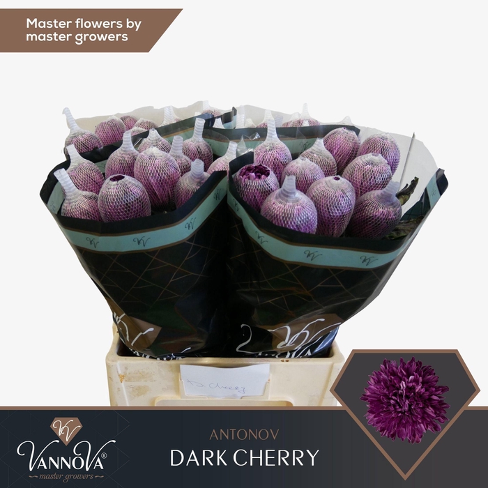 <h4>Chr G Antonov Dark Cherry</h4>