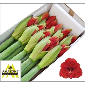 Hippeastrum ferrari