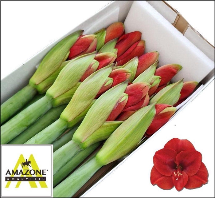 <h4>Hippeastrum ferrari</h4>