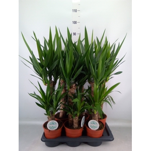 Yucca   ...