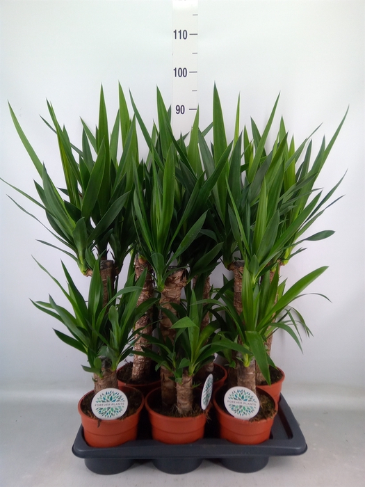 <h4>Yucca   ...</h4>