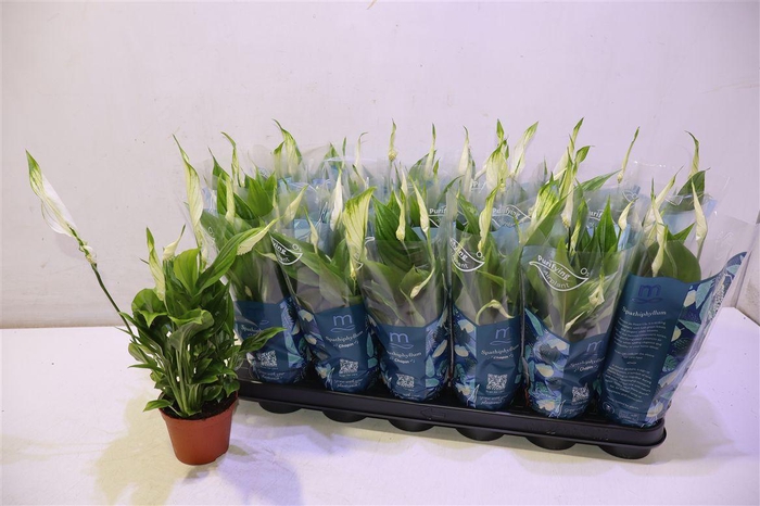 <h4>Spath Chopin</h4>