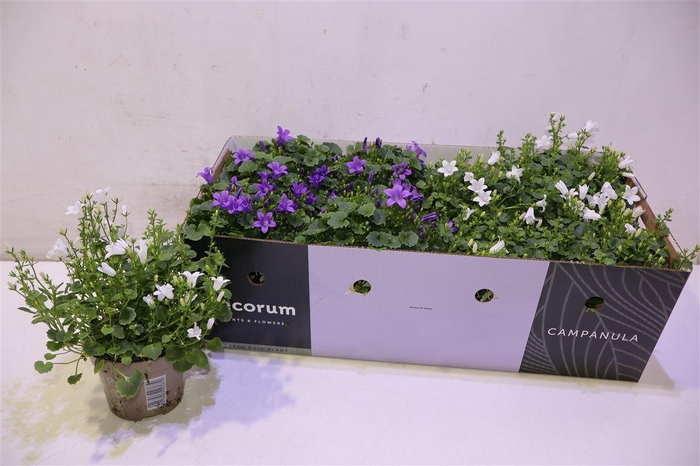 <h4>arr8 Camp Ov Mixbox</h4>