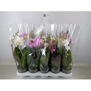 Phalaenopsis multi.   ...mix  5