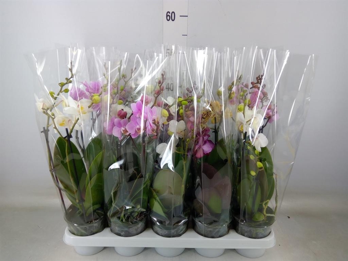 <h4>Phalaenopsis multi. ...mix 5</h4>