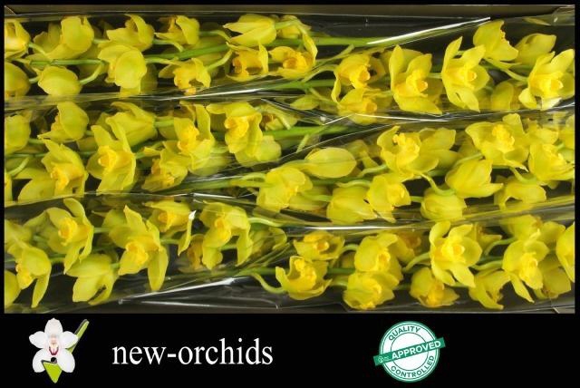 <h4>CYMB T GOLDEN WISH</h4>