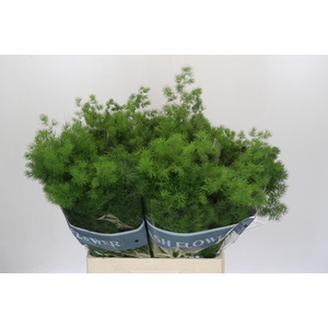 Asparagus Umbellatus