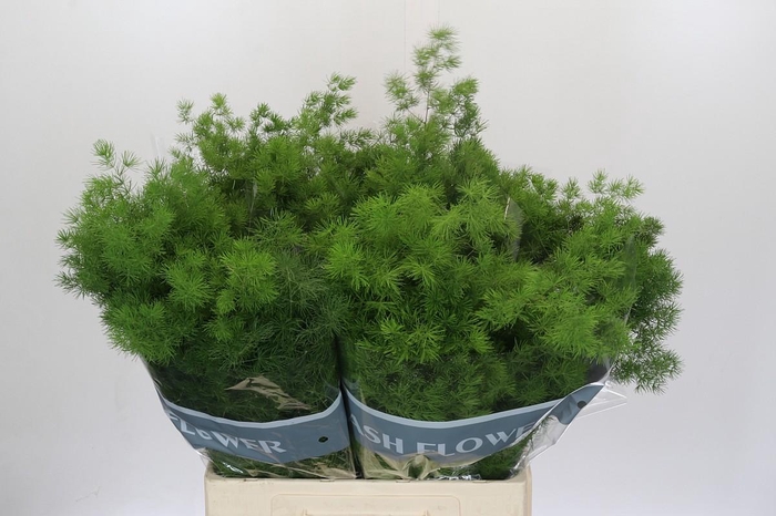 Asparagus Umbellatus