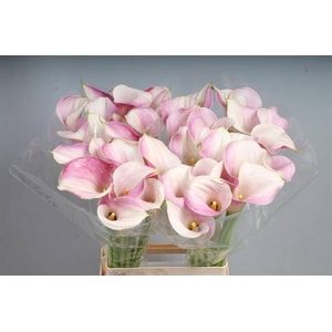 Calla Blushing Lady Kallaland