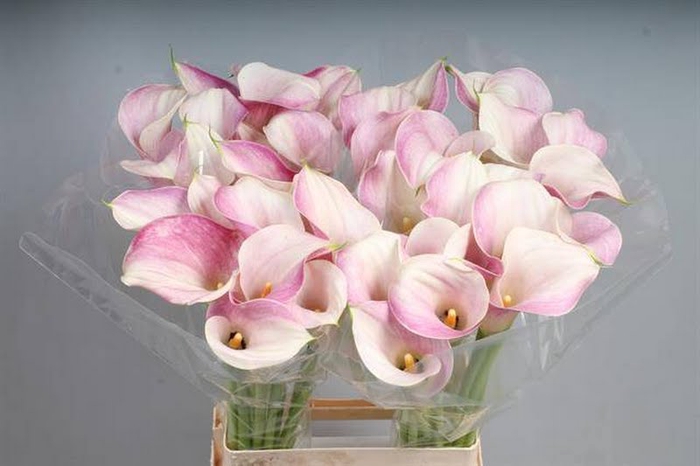 <h4>Calla Blushing Lady Kallaland</h4>