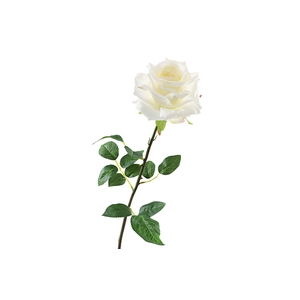 Rosa White