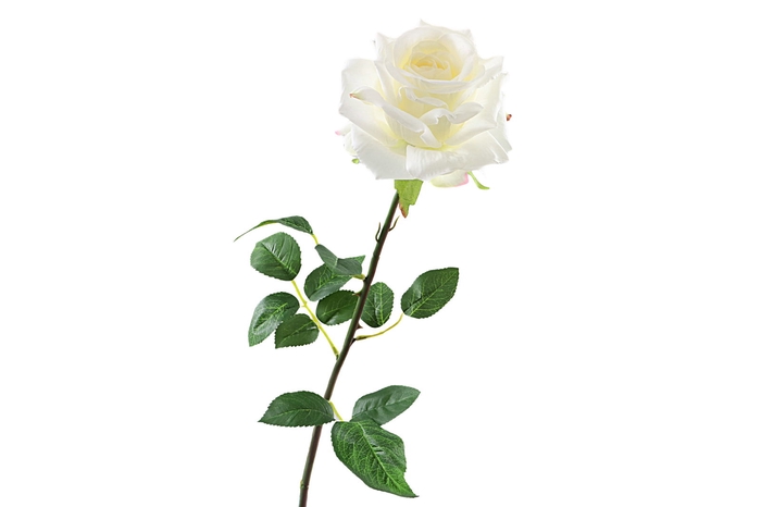 <h4>Rosa White</h4>