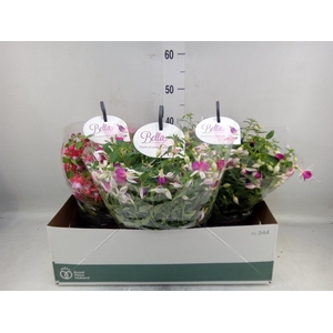 Fuchsia  'Bella Fuchsia'  .mix hang