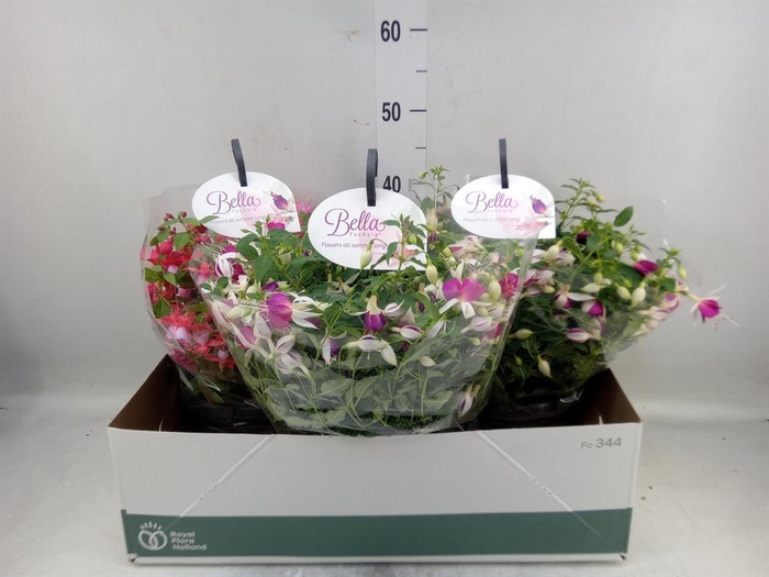 <h4>Fuchsia  'Bella Fuchsia'  .mix hang</h4>