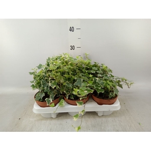 Hedera helix 'Eva'
