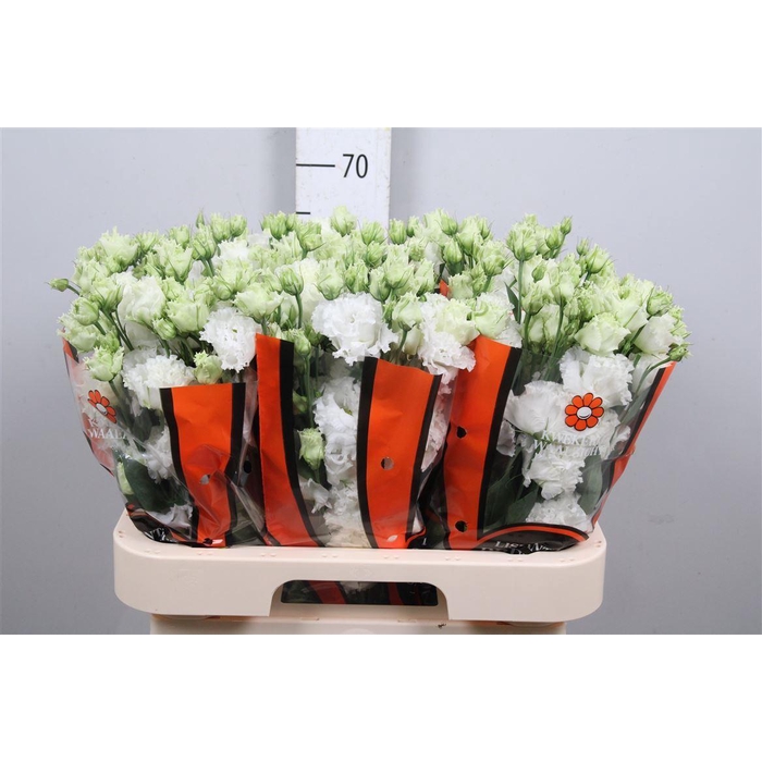 <h4>Eus G Celebrich White</h4>