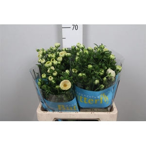 Ran Butterfly Keramos