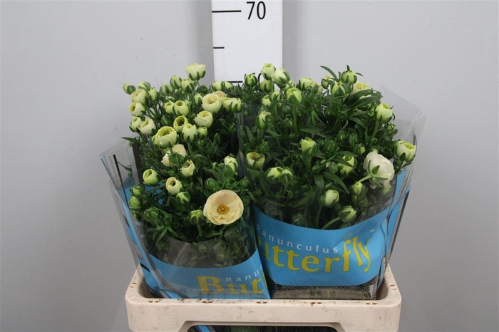 <h4>Ran Butterfly Keramos</h4>