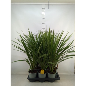 Cordyline indivisa 'Peko'