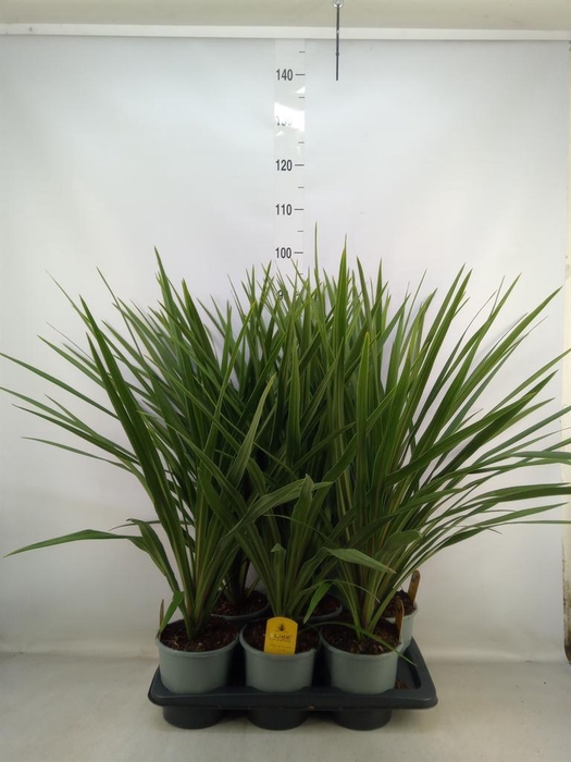 <h4>Cordyline indivisa 'Peko'</h4>