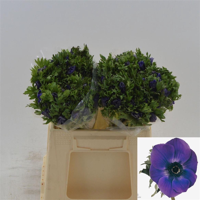 <h4>Anemone Galil Blauw</h4>