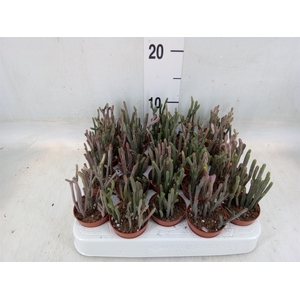 Crassula   ...