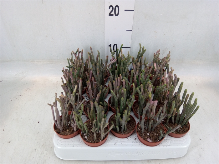 <h4>Crassula   ...</h4>