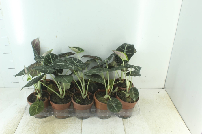 <h4>ALOCASIA BLACK P12</h4>