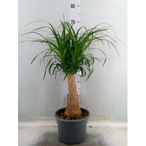 Beaucarnea recurvata
