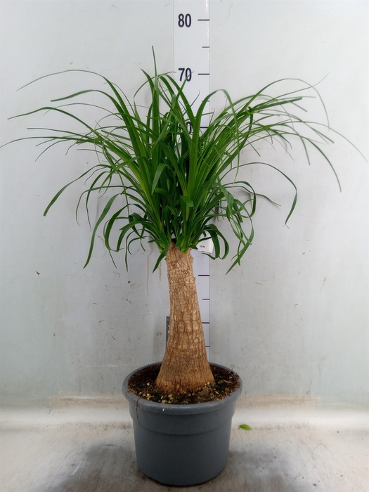 <h4>Beaucarnea recurvata</h4>