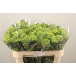 Viburnum Roseum St 3+