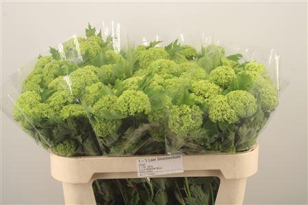 <h4>Viburnum Roseum St</h4>