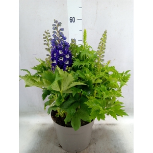 Delphinium   ...