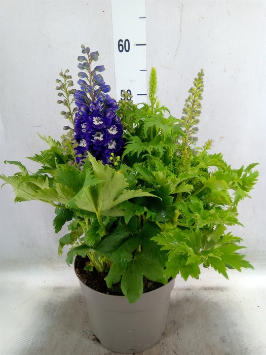<h4>Delphinium   ...</h4>