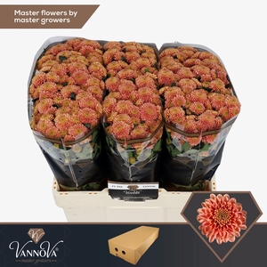 Chr S Ellison Salmon