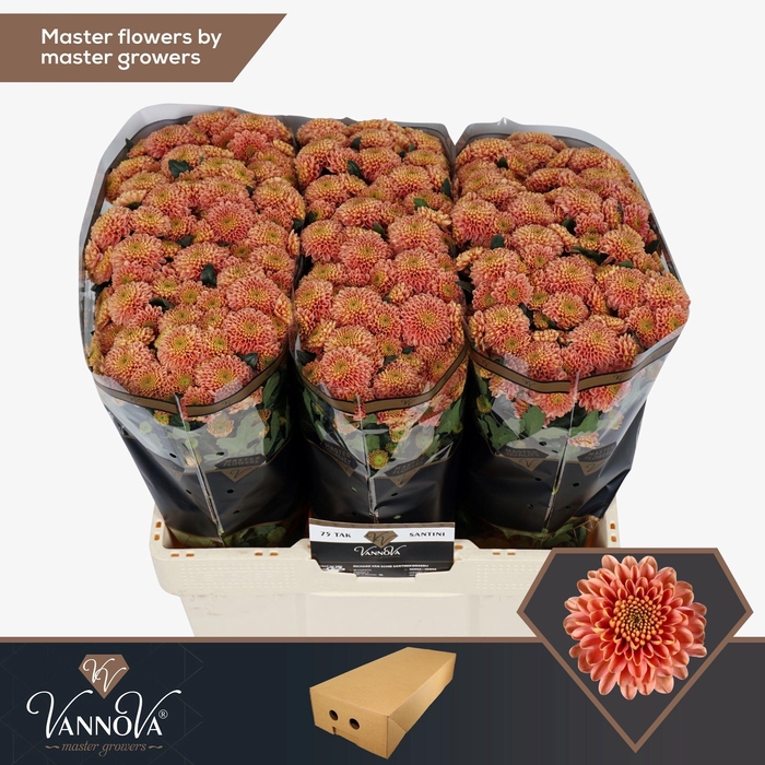 <h4>Chr S Ellison Salmon</h4>