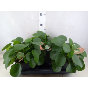 Pilea peperomoides