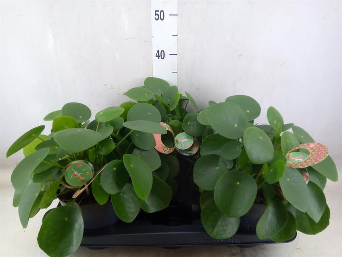 <h4>Pilea peperomoides</h4>