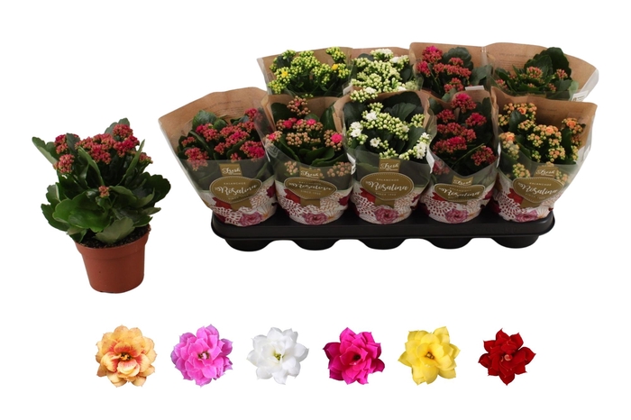 <h4>KAL GE RO GEM 6 KL</h4>