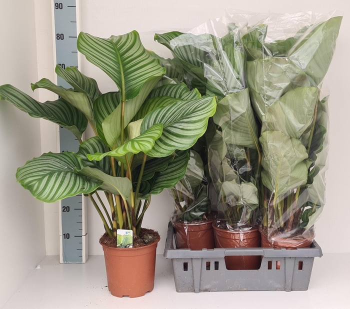 <h4>CALAT ORBIFOLIA</h4>