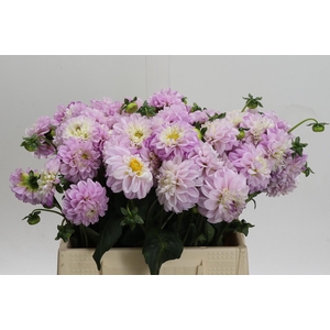 Dahlia (Ball Grp) 'Genova'