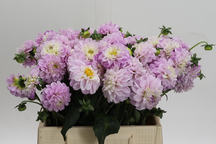 <h4>Dahlia (Ball Grp) 'Genova'</h4>