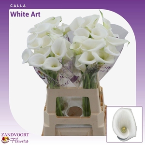 Calla White Art