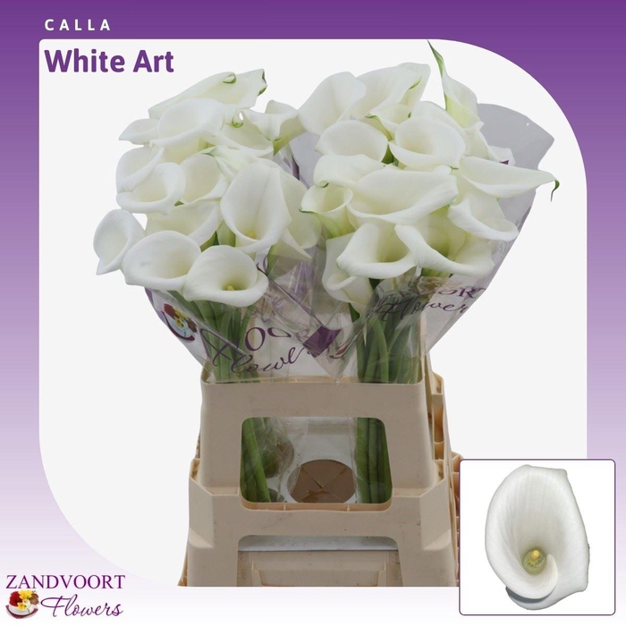 <h4>Calla White Art</h4>