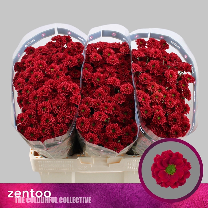 <h4>Chr S Melissa Red</h4>