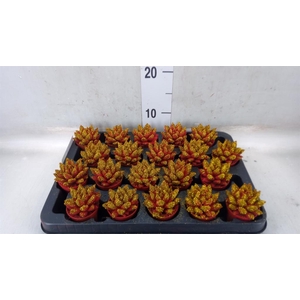 Echeveria  'Miranda'