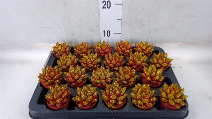 <h4>Echeveria  'Miranda'</h4>