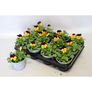 Viola cornuta F1 Orange with Purple wing