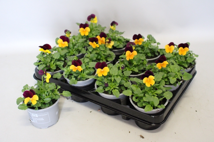 <h4>Viola cornuta F1 Orange with Purple wing</h4>
