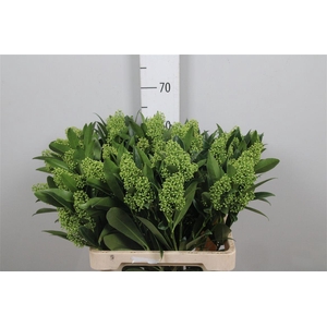 Skim C Kew Green Bs Xl